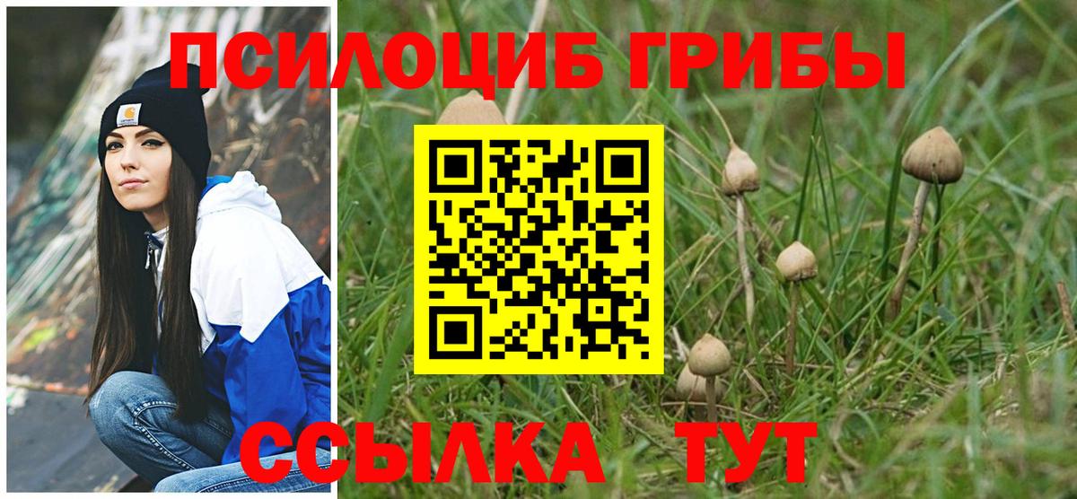 Саянск  наркотики  Вход с VPN  Псилоцибиновые грибы Psilocybe  Галлюциногенные грибы Psilocybe 